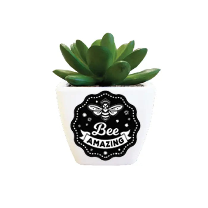 Bee Amazing Mini Succulent