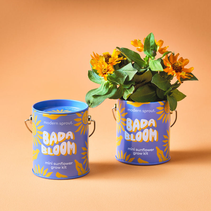 Bada Bloom Mini Sunflower Grow Kit