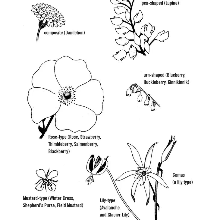 Northwest Foraging Book
