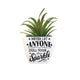 Mini Succulent - Never Let Anymore Dull Your Sparkle