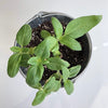 Sunflower Garden in a Pail